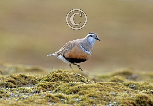 Dotterel DM1665